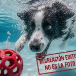 Recreación editorial con IA de un perro bajo el agua que persigue una pelota roja en un caso de derechos de autor