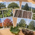 Fotografías reales e imágenes sintéticas de árboles organizadas sobre una mesa de clasificación ecológica